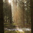 Lichtstrahlen im Wald