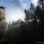 Lichtstrahlen im Wald (2)