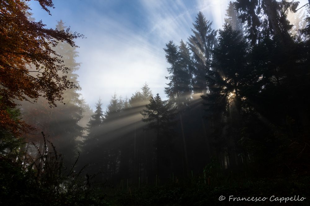 Lichtstrahlen im Wald (2)
