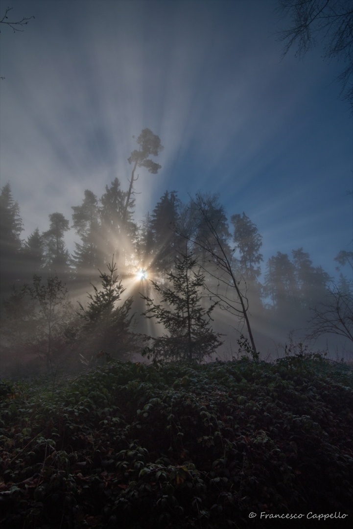 Lichtstrahlen im Wald (3)