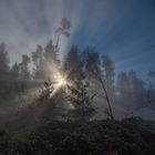 Lichtstrahlen im Wald (3)