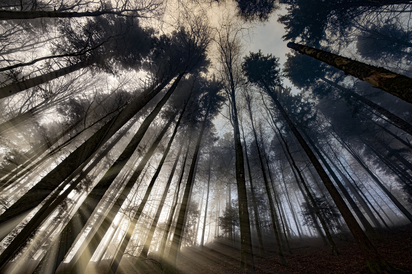 Lichtstrahlen im Wald