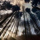 Lichtstrahlen im Wald