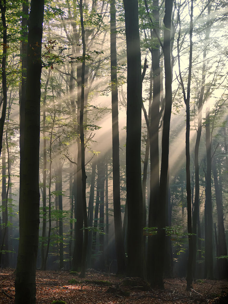 Lichtstrahlen im Wald