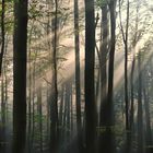 Lichtstrahlen im Wald