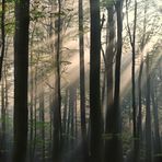 Lichtstrahlen im Wald