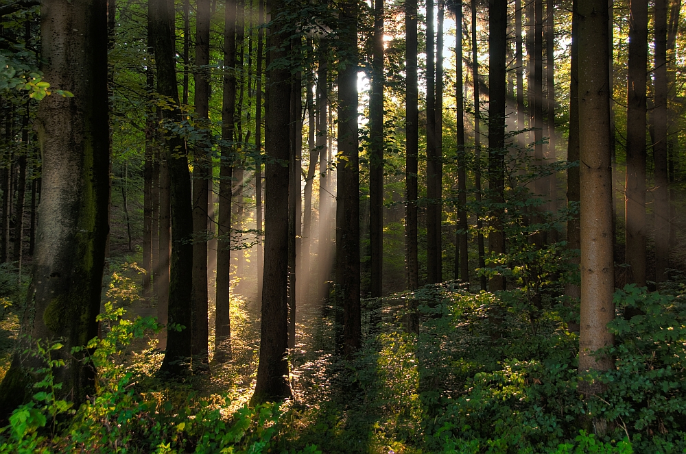 Lichtstrahlen im Wald