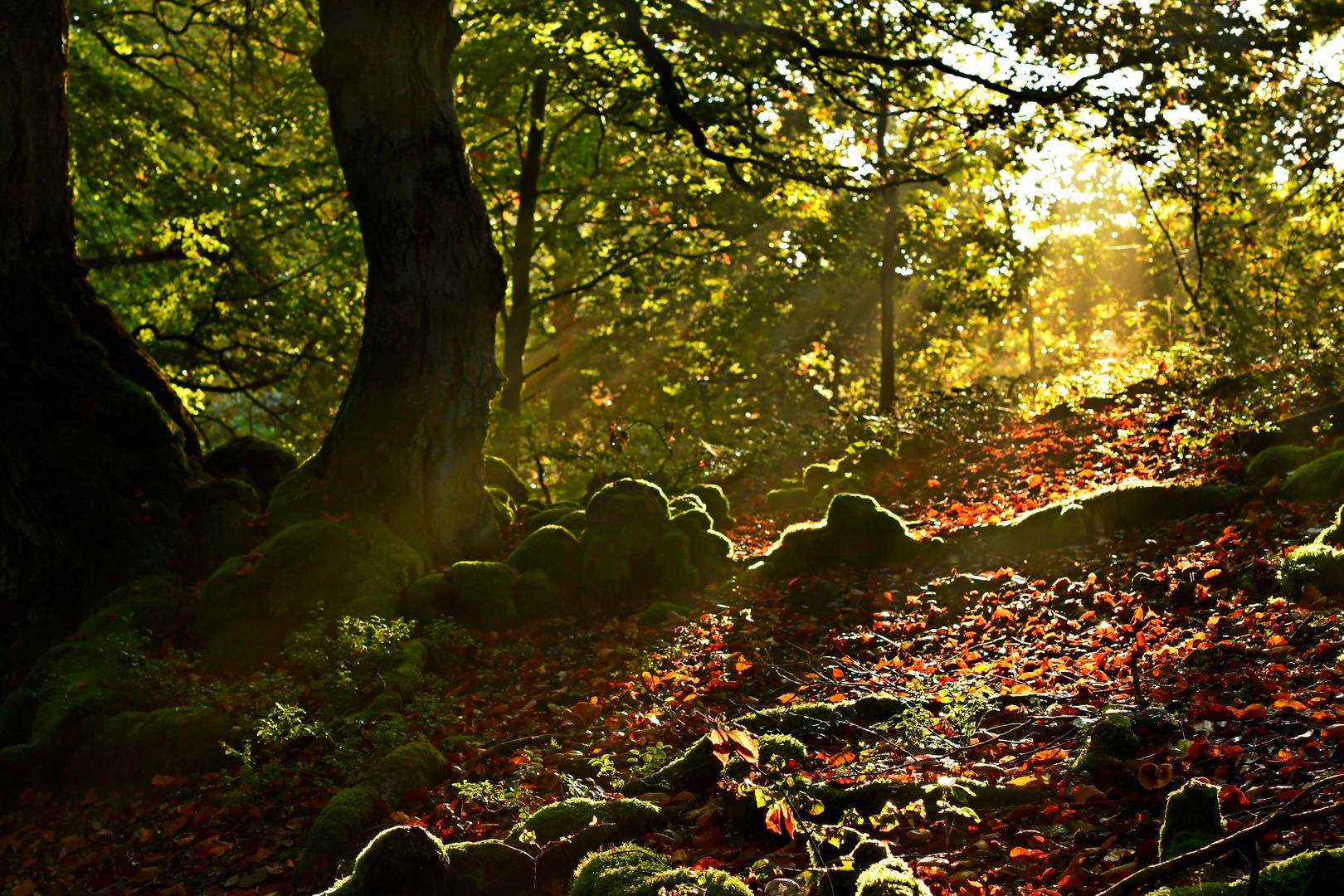 Lichtstrahlen im Wald