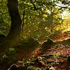 Lichtstrahlen im Wald