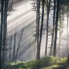 Lichtstrahlen im Westerwald