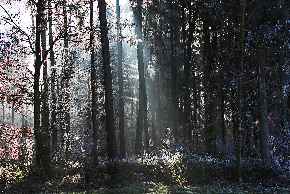 Lichtstrahlen im winterlichen Raureif-Wald