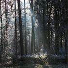 Lichtstrahlen im winterlichen Raureif-Wald