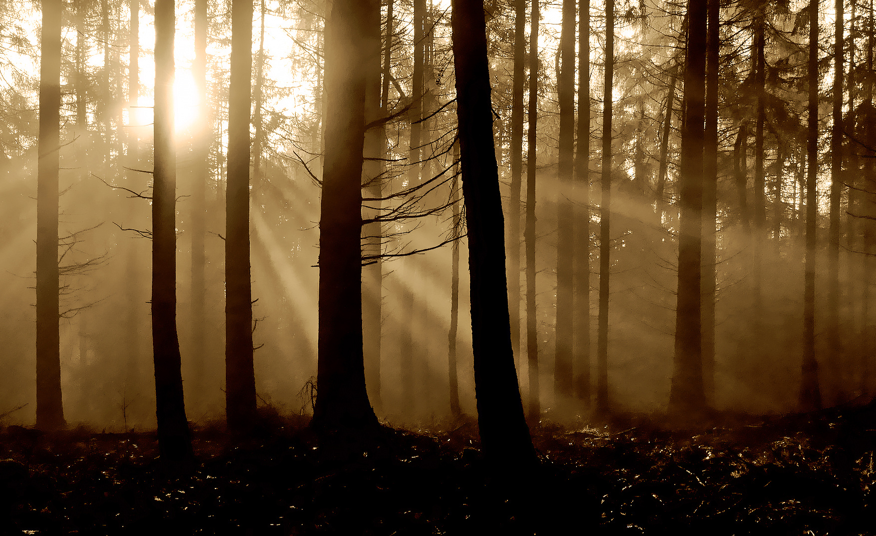 Lichtstrahlen in Sepia