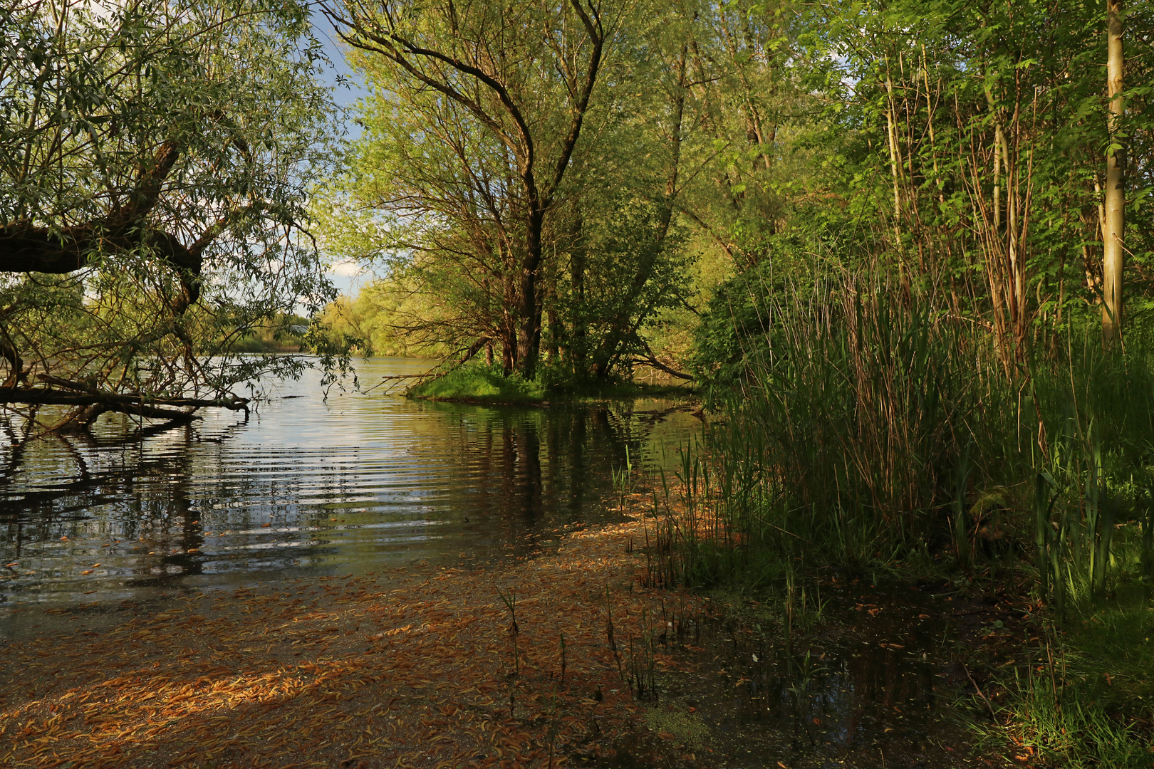 Lichtstreif am Ufer