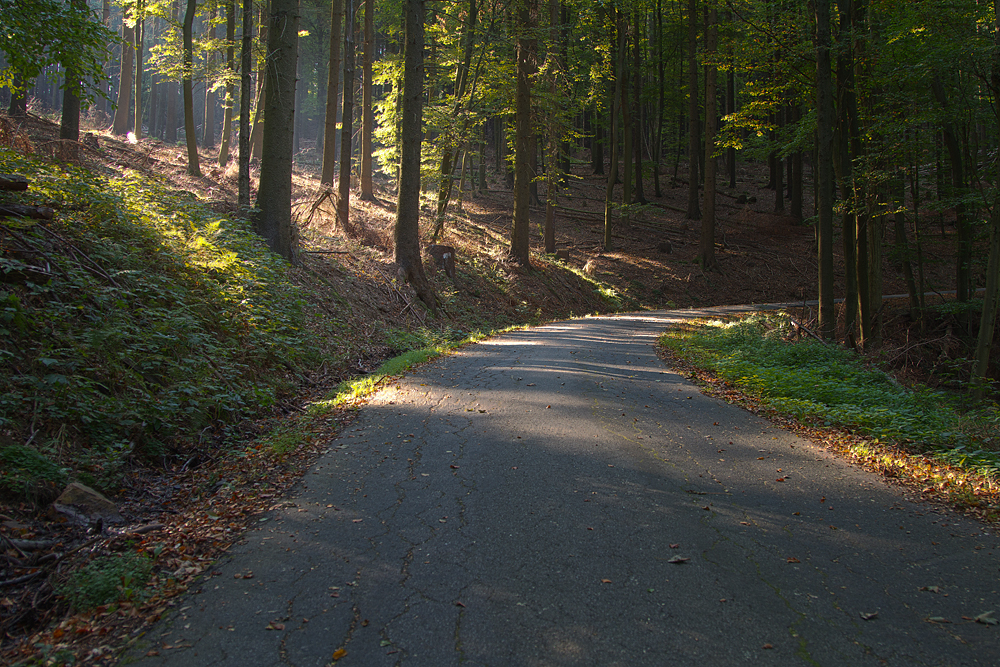 Lichtstreif im Wald