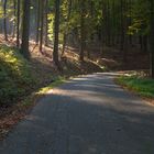 Lichtstreif im Wald