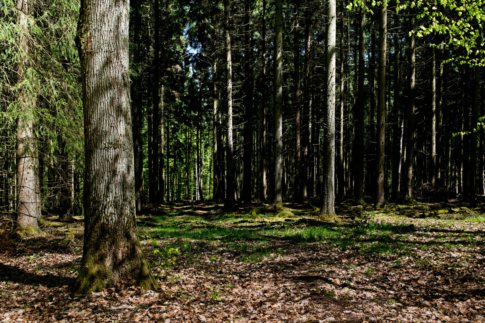 Lichtstreifen im Fichtenwald