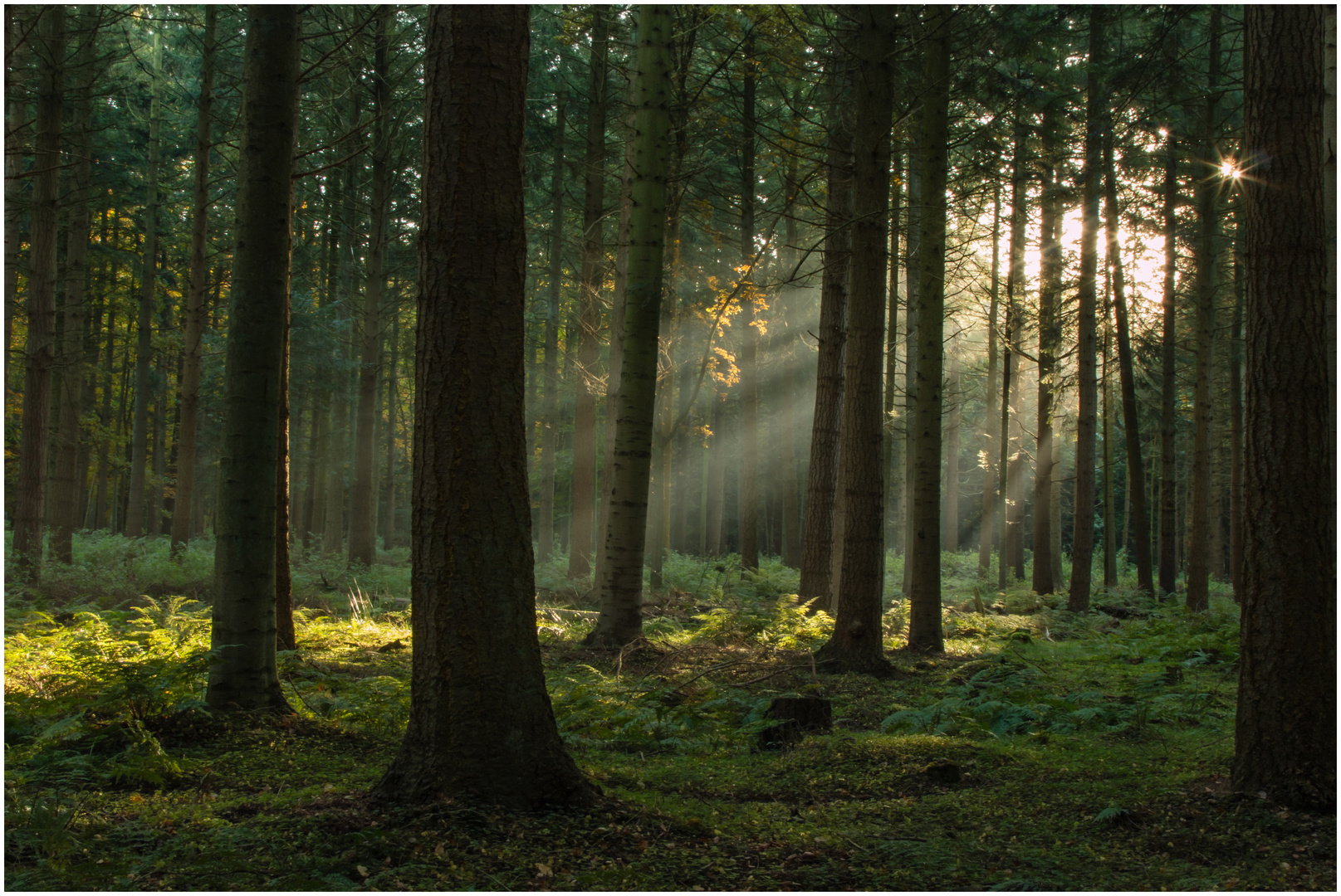 Lichtstreifen im Wald