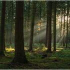 Lichtstreifen im Wald