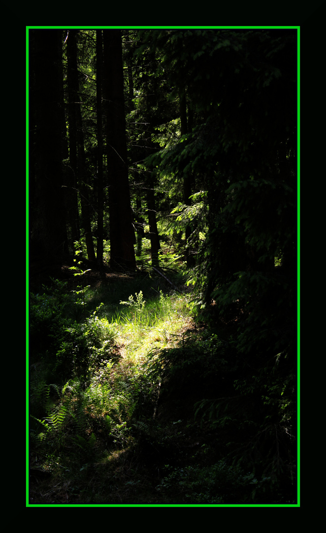 Lichtstreifen im Wald