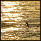 Lichtsurfer / Surfista alla luce (2)