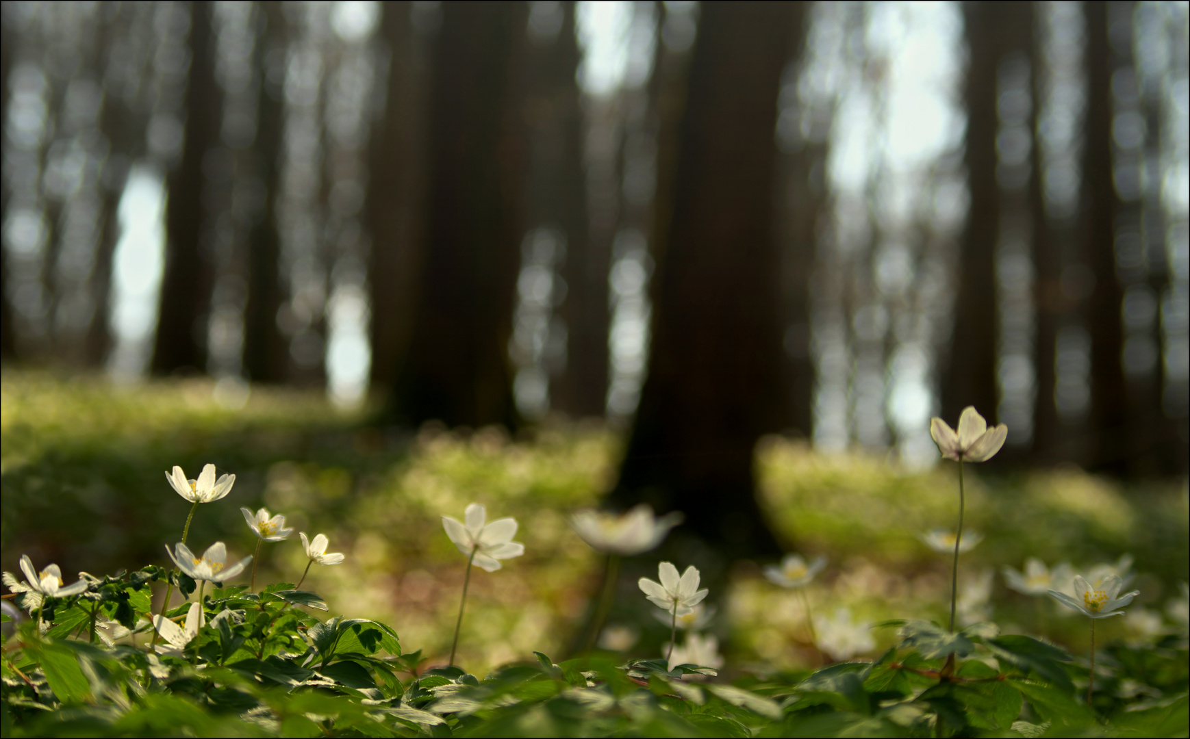 _ LichtTeppich _