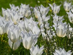 LIchttulpen