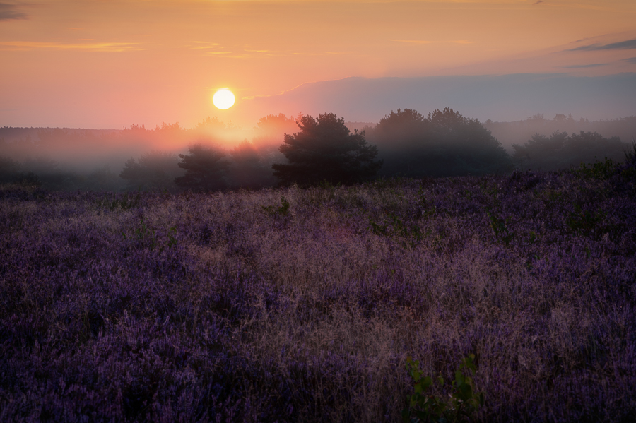 Lichtung am Morgen in der Heidelandschaft