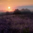 Lichtung am Morgen in der Heidelandschaft