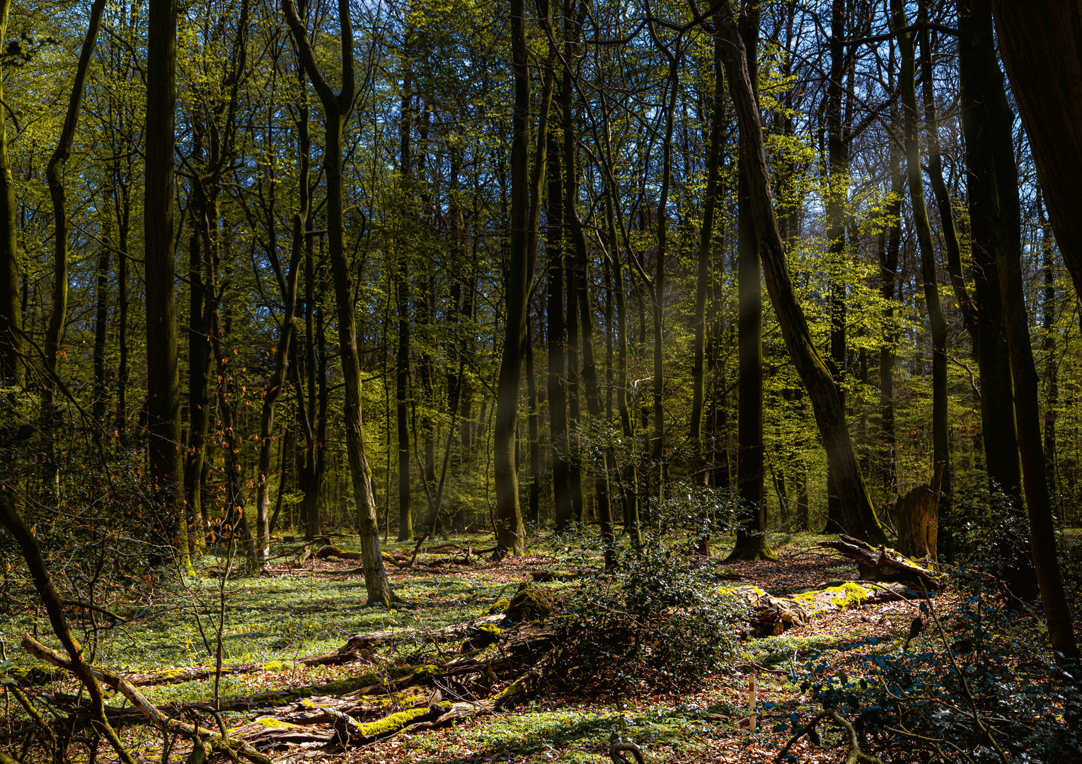 Lichtung Foto & Bild wald, bäume, baum Bilder auf