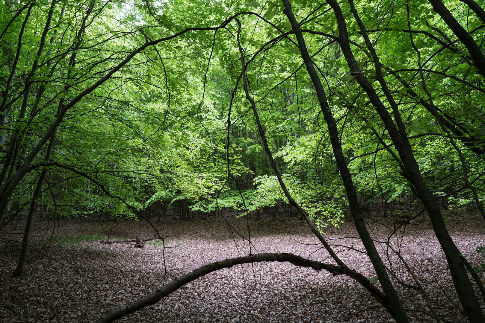 Lichtung   Frühling   06662