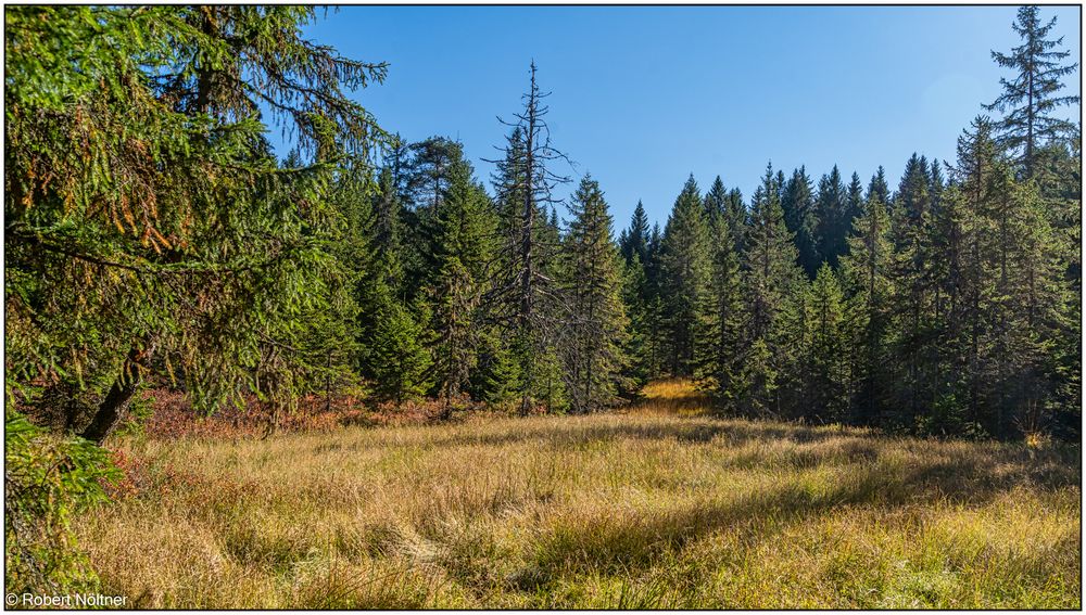 Lichtung im Bernauer Zauberwald