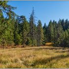 Lichtung im Bernauer Zauberwald