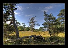 Lichtung im Darsswald