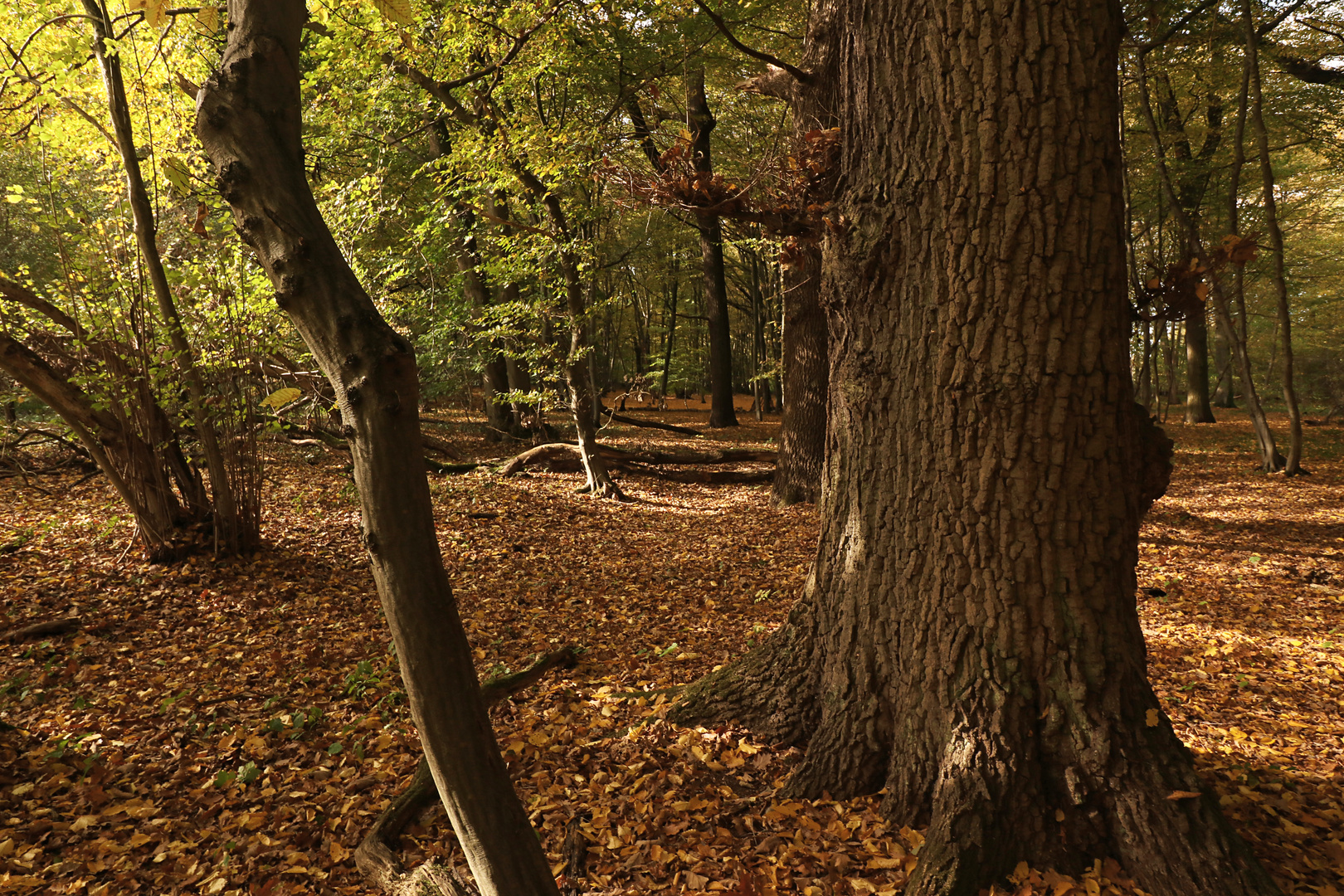 Lichtung im Herbst