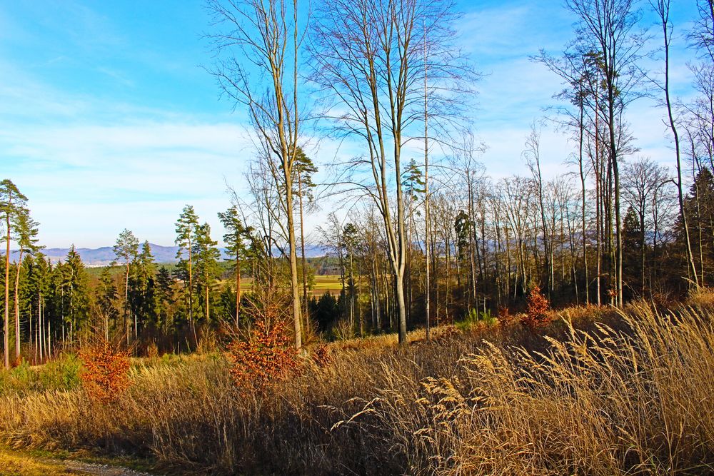 Lichtung im Januar