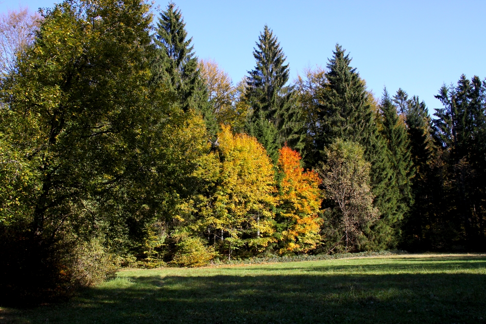 Lichtung im Naturpark Bayerischer Wald