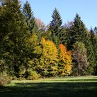 Lichtung im Naturpark Bayerischer Wald