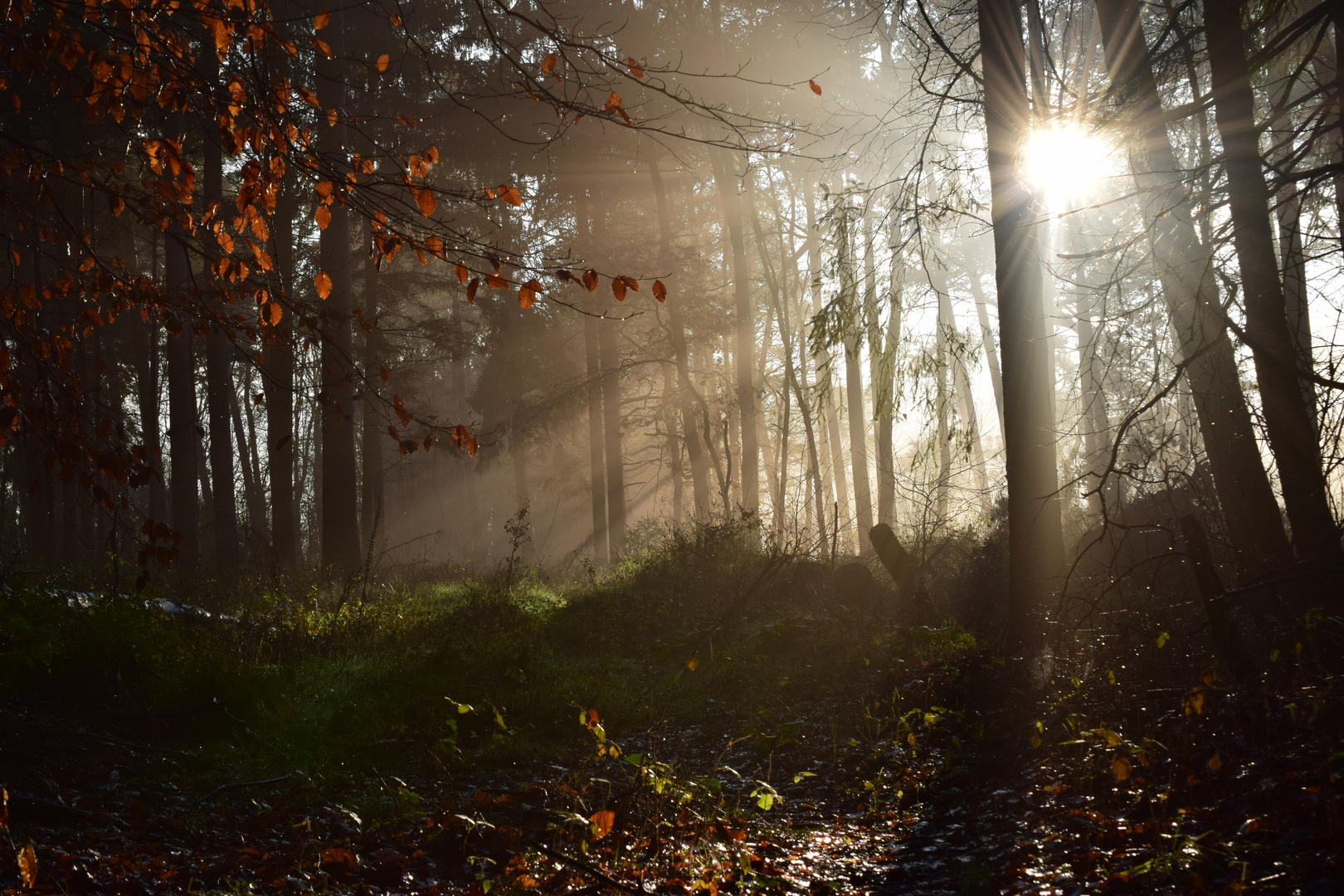 Lichtung im Nebel