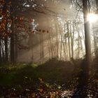 Lichtung im Nebel