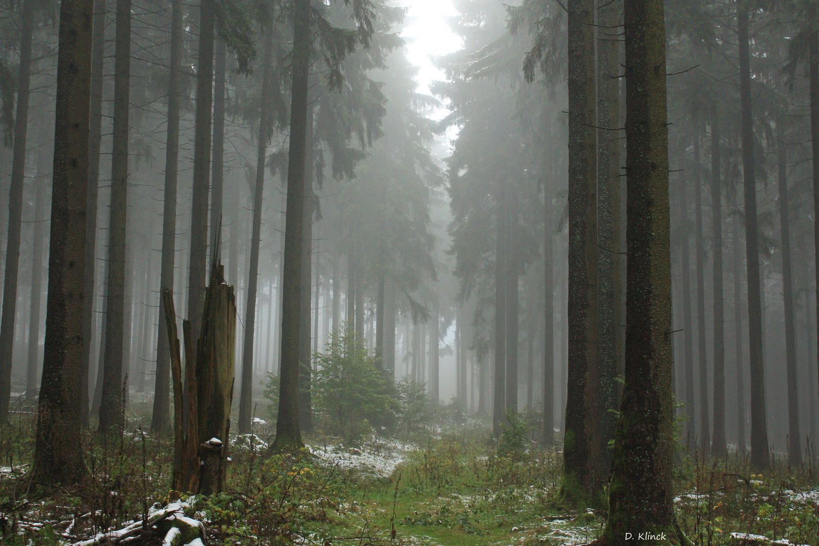 Lichtung im Nebelwald