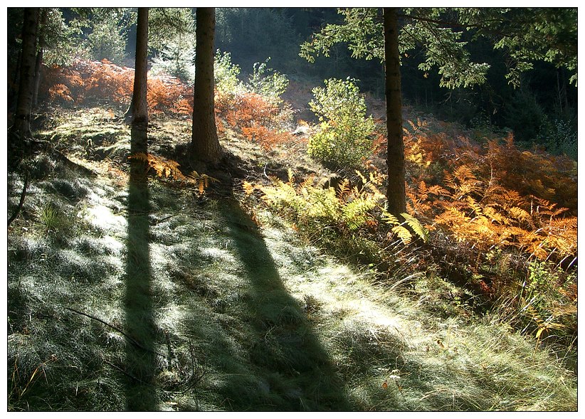 Lichtung im Spätsommer