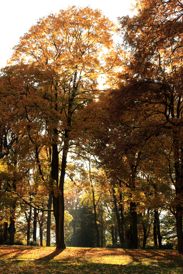 Lichtung im Stadtpark