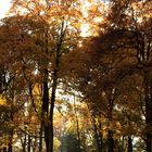 Lichtung im Stadtpark