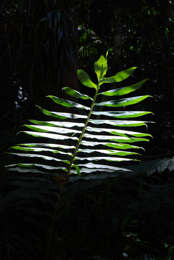 Lichtung im Urwald