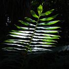 Lichtung im Urwald