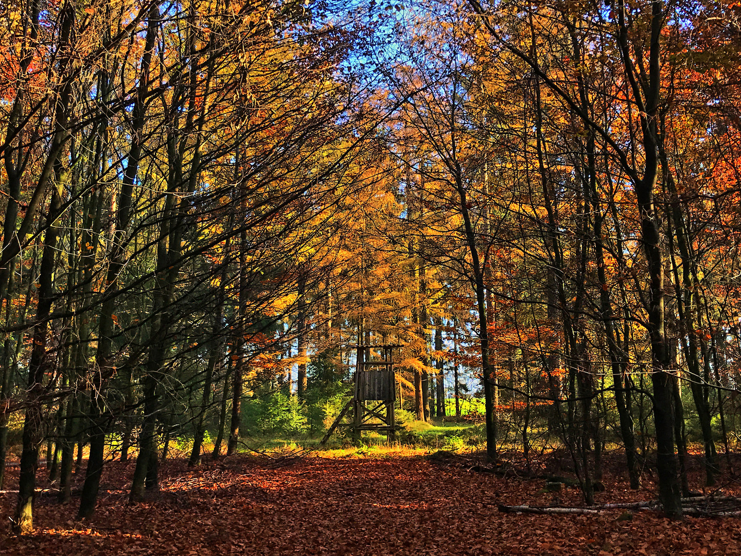 Lichtung im Wald