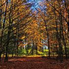 Lichtung im Wald