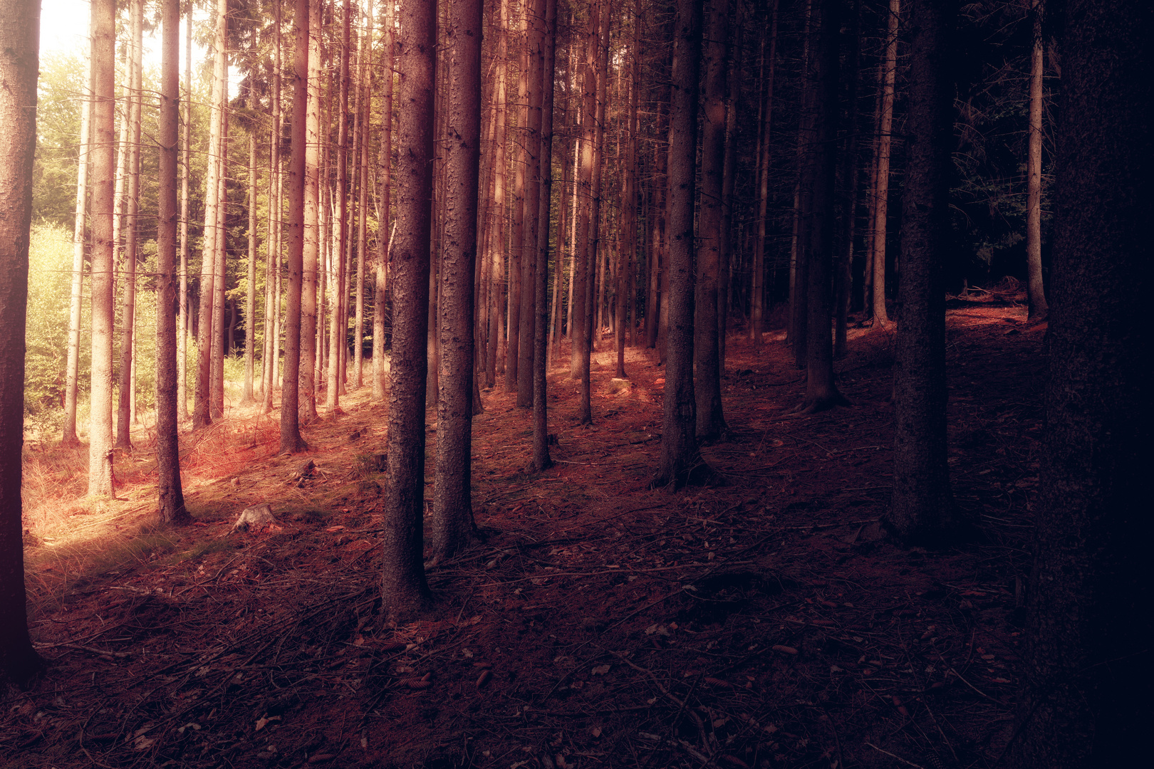 Lichtung im Wald