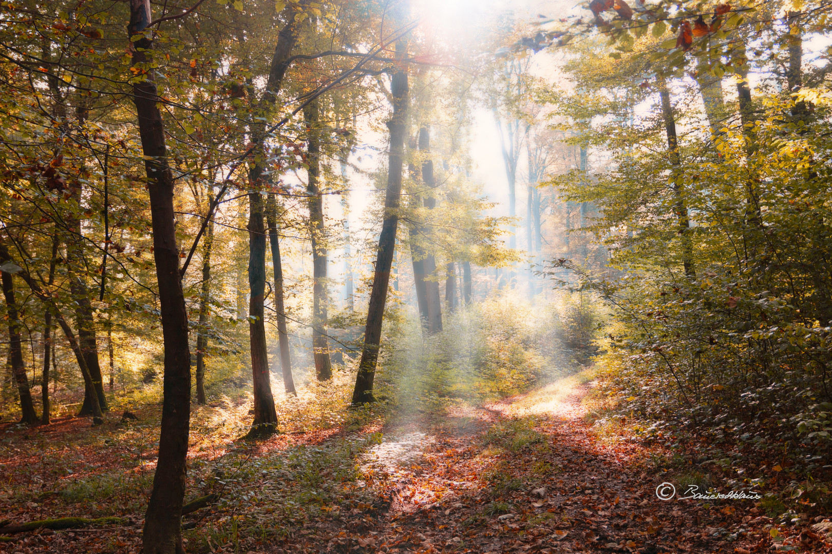 LICHTUNG IM WALD_A CLEARING IN THE FOREST